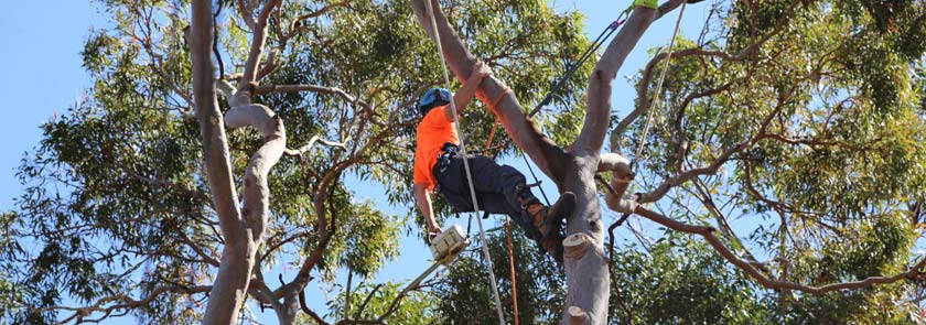 Tree-removal-contractor